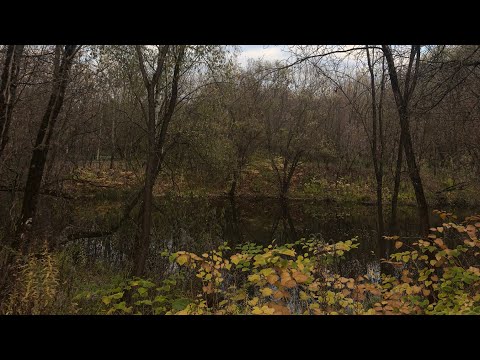 Видео: послание от Первородных ...