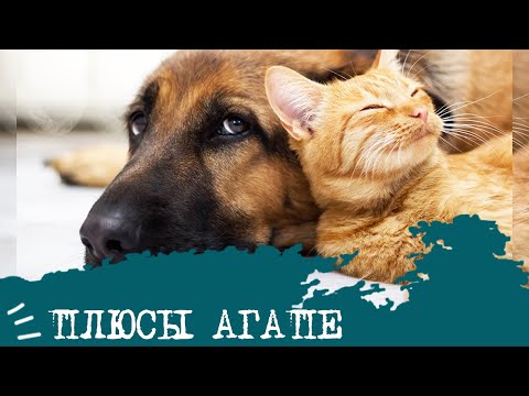 Видео: ПЛЮСЫ отношений АГАПЕ💞