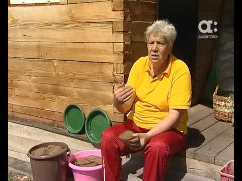 Видео: ГОЛОВА САДОВАЯ. Подкормка из хлеба для растений