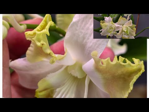 Видео: Предновогоднее цветение моих орхидеек бабочек