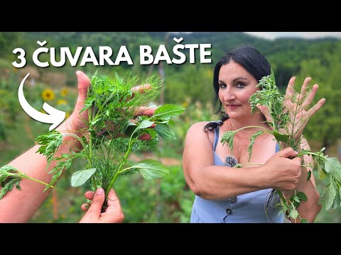 Видео: 3 Диких Растения, Которые НЕ СЛЕДУЕТ Удалять С Грядок