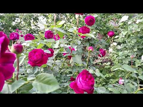 Видео: Почему у меня розы высокие и мощные.
