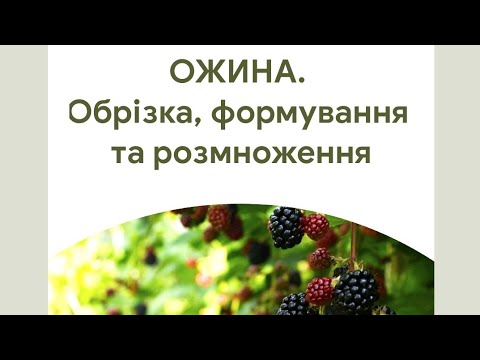 Видео: ОЖИНА. Обрізка, формування та розмноження.