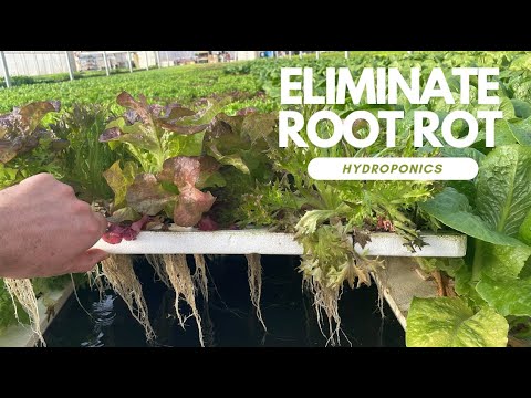 Видео: Как мы боремся с корневой гнилью