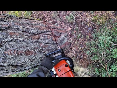 Видео: Валка леса от первого лица лесоруба от А до Я бензопилой Stihl MS 361 