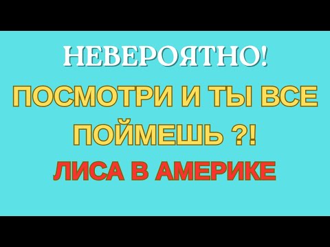 Видео: Лиса в Америке /Невероятно! /Посмотри и ты все поймешь?! /Обзор