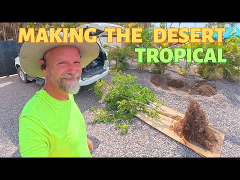 Видео: Превращаем виллы Pufferfish в тропический оазис в пустыне