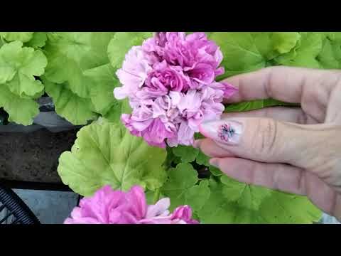 Видео: #175.Пёстролистные,золотолистные пеларгонии. Видео-каталог часть 5.