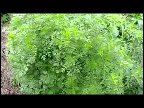 Видео: Пермакультура - экскурсия по саду