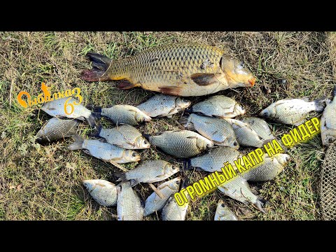 Видео: ОГРОМНЫЙ КАРП НА ФИДЕР. Осенний клёв карася, клюёт один за одним