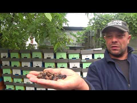 Видео: Что мы кладем в кормушку вместо плотиков