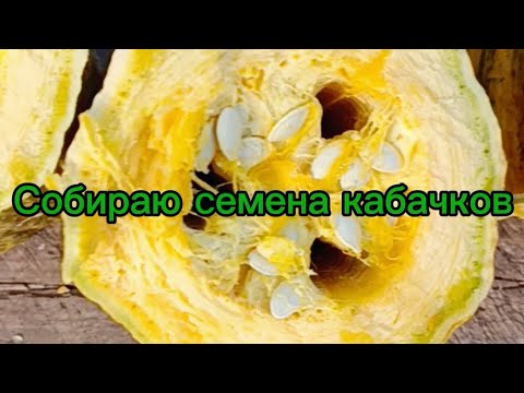 Видео: Домашние семена #бабушка_блогер #деревенскаябабушкаблогер