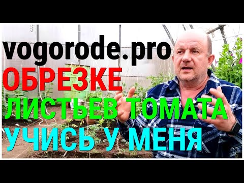 Видео: Когда И Зачем ОБРЕЗАТЬ ЛИСТЬЯ ТОМАТА и не только,чтобы получить РАДОСТЬ ОТ КРАСОТЫ И Богатый Урожай