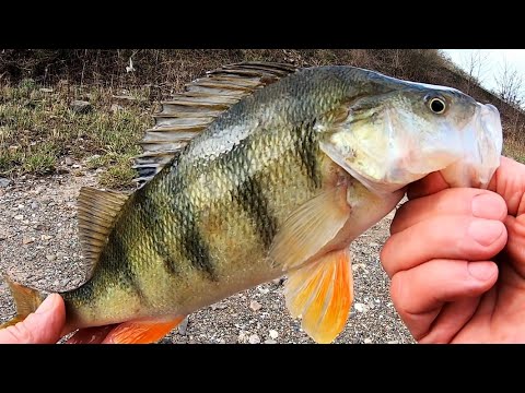 Видео: Подбор приманок ИГРАЕТ БОЛЬШУЮ роль.