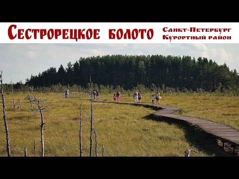 Видео: СЕСТРОРЕЦКОЕ  БОЛОТО - заказник в Курортном районе Санкт-Петербурга