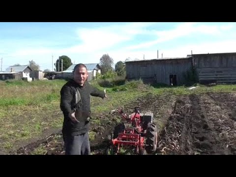 Видео: КАРТОШКА 2025
