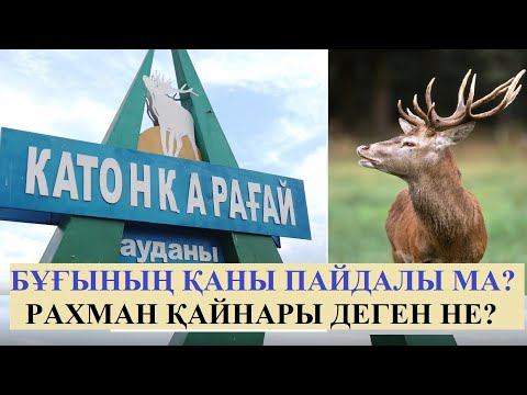 Видео: Катонқарағай | Бұғының қаны күш бере ме? Алтайдың құпиясы. Шығысқа жол