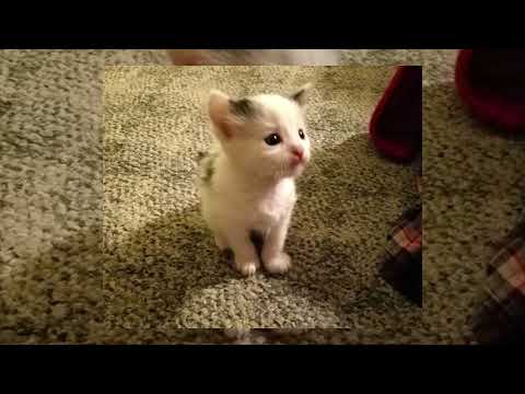 Видео: MORGENSHTERN, SLAVA MARLOW - БЫСТРО SPEED UP 🥹