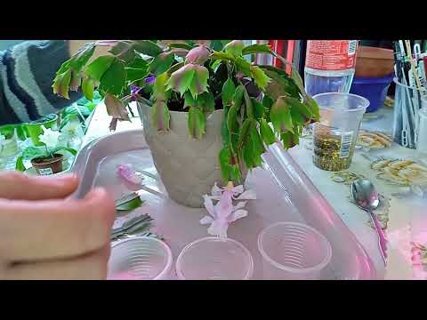 Видео: Лучший способ размножение Шлюмберги (Декабриста)#комнатныерастения #декабристы #цветы