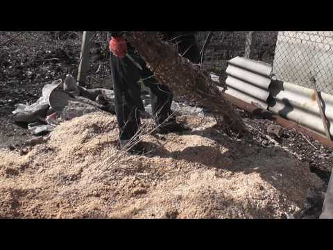 Видео: Гранат открытого грунта. Открытие после зимы