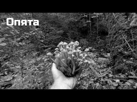 Видео: Опята