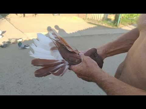Видео: Высказывания моего дедушки о николаевской породе голубях и их проблемах