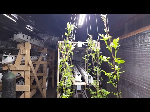 Видео: ПОД'LED'НАЯ МАЛИНА // МАЛИНА НА МАЛООБЬЕМКЕ В САРАЕ