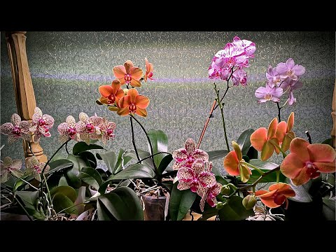 Видео: ОРХИДЕИ и ЭНЕРГЕТИЧЕСКИЙ ПИНОК для них в обмене веществ ОСЛАБЛЕННЫХ и ЗДОРОВЫХ орхидей