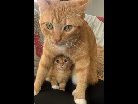 Видео: 😺 Под маминой защитой! 🐈 Видео смешных кошек и котят для хорошего настроения! 😻