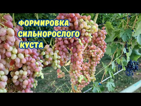 Видео: Формировка сильнорослого куста винограда, Лучистый.