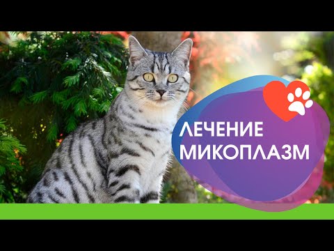 Видео: Лечение гемотропных микоплазм у кошек
