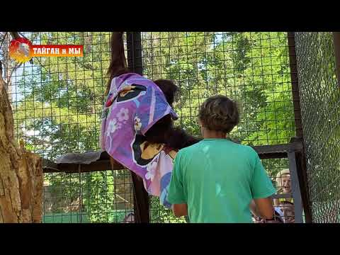 Видео: Как Дана пляжное полотенце примеряла 😂 Орангутан. Тайган. Orangutan life in Taigan