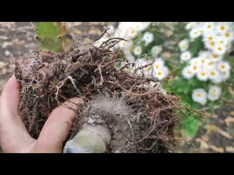 Видео: Как сохранить клубневую бегонию до весны.