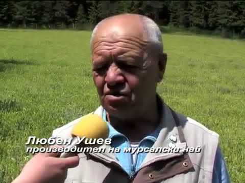 Видео: Мурсалски чай. Ползи, рецепта, отглеждане и цена