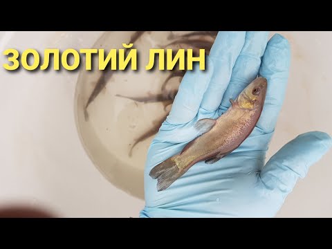 Видео: Розведення лина як бізнес ідея.Одна з найкращих риб, для заробітку.Запускаю "золотого" лина в ставок