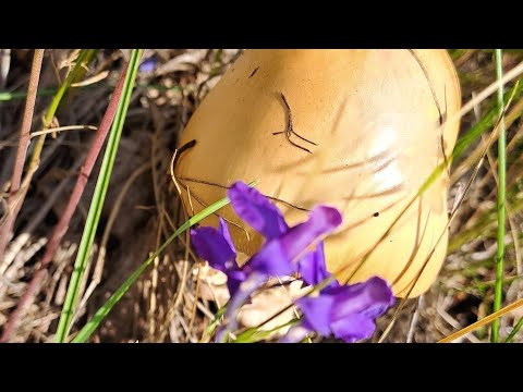 Видео: 5 ИЮЛЯ. МЫ ПОЙМАЛИ ГРИБЫ🤗🌻🌻🌻