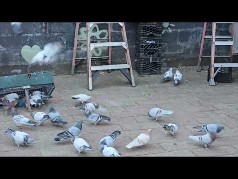 Видео: Stray #17, дамы и господа, мальчики и девочки. Stray 17🕊