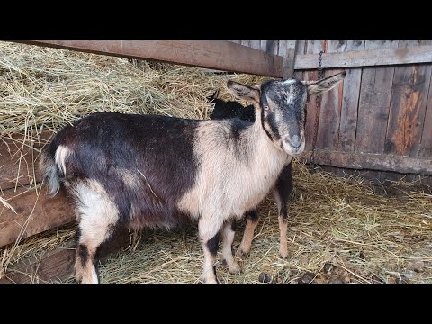 Видео: Как кормить козу // Мастит // Остановился желудок