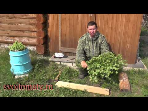 Видео: Как заготовить березовые веники для бани