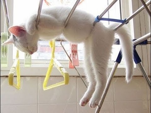 Видео: 😺 Правила не для котов! 🐈 Подборка смешных видео котов, котят и собак! 😻