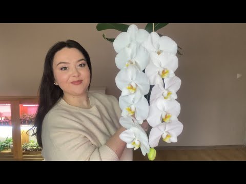 Видео: Цветение моей коллеции орхидей весной✨🍃Фиалки и другие растения🪴