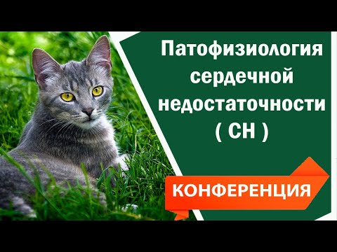 Видео: Патофизиология сердечной недостаточности