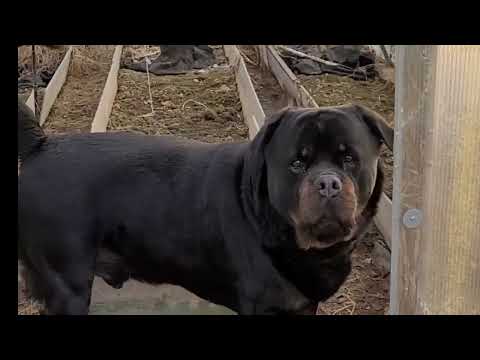 Видео: КОТ ШУНЯ ЛИШИЛСЯ СПАЛЬНИ, РОТВЕЙЛЕР ДЮША ЗАТЕЯЛ РЕМОНТ ТЕПЛИЦЫ.а у нас 200000 подписчиков