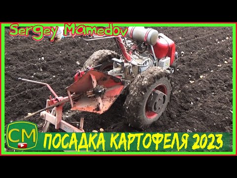 Видео: Посадка картофеля 2023 /Маленький участок. Potato planting 2023 /Small plot