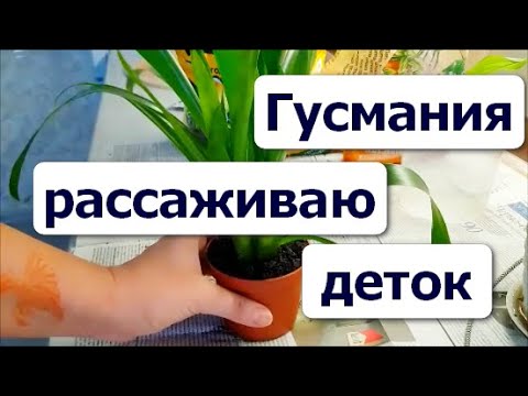 Видео: Пересадка БРОМЕЛИИ // Отделяю деток от Гузмании // ГУСМАНИЯ - УХОД ПОЛИВ ПЕРЕСАДКА //