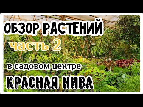 Видео: Прогулка по садовому центру Красная Нива. Часть 2. Обзор растений с ценами