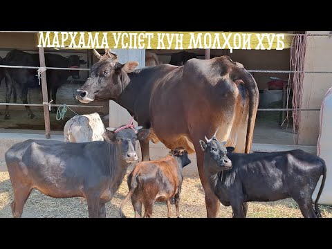Видео: 😱МОЛХОИ ХУБ НАРХҲОИ ДАСТРАС 🤷‍♂️.ТЕЛ:+992 008 08 88 47🤙. 11 сентября 2025 г