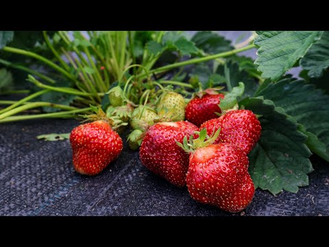 Видео: Полуниця Вікат-Перший рік плодоношення на Поліссі