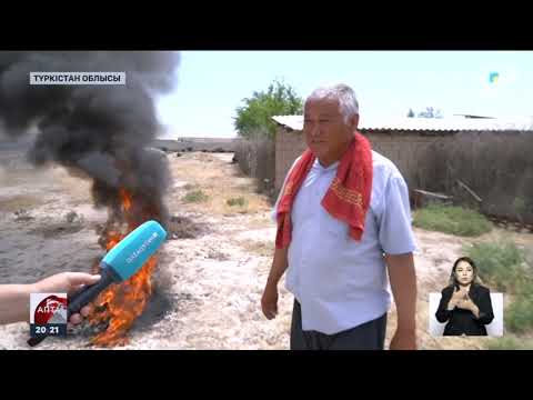 Видео: Шегірткемен күрес: Түркістан облысында диқандар шығынға батты