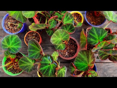 Видео: 🌸БЕГОНИЯ, Уход, Почва, Пересадка и Деление ✓